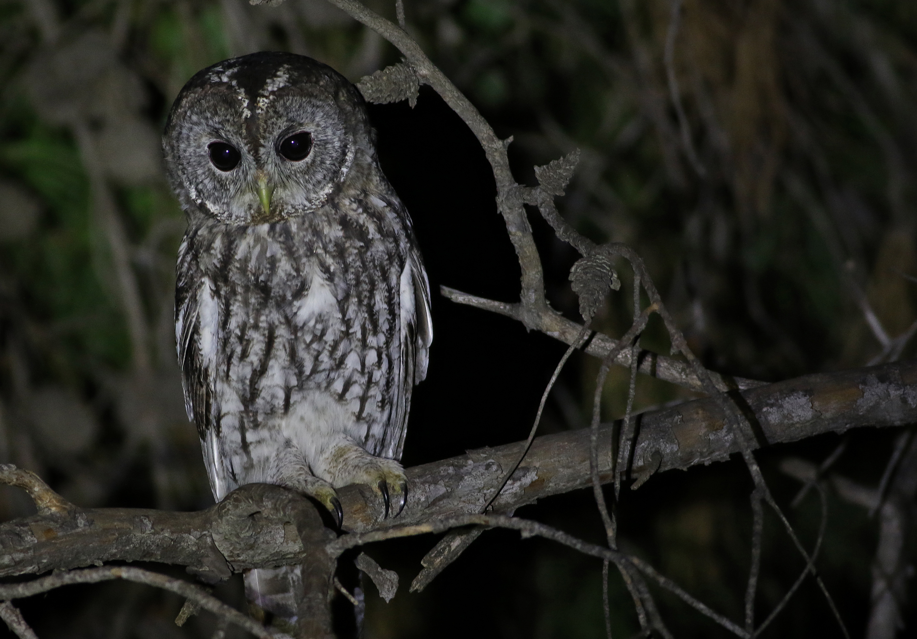 Tawny Owl